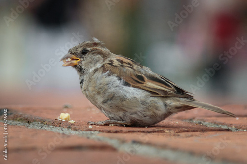 sparrow eating a walnut