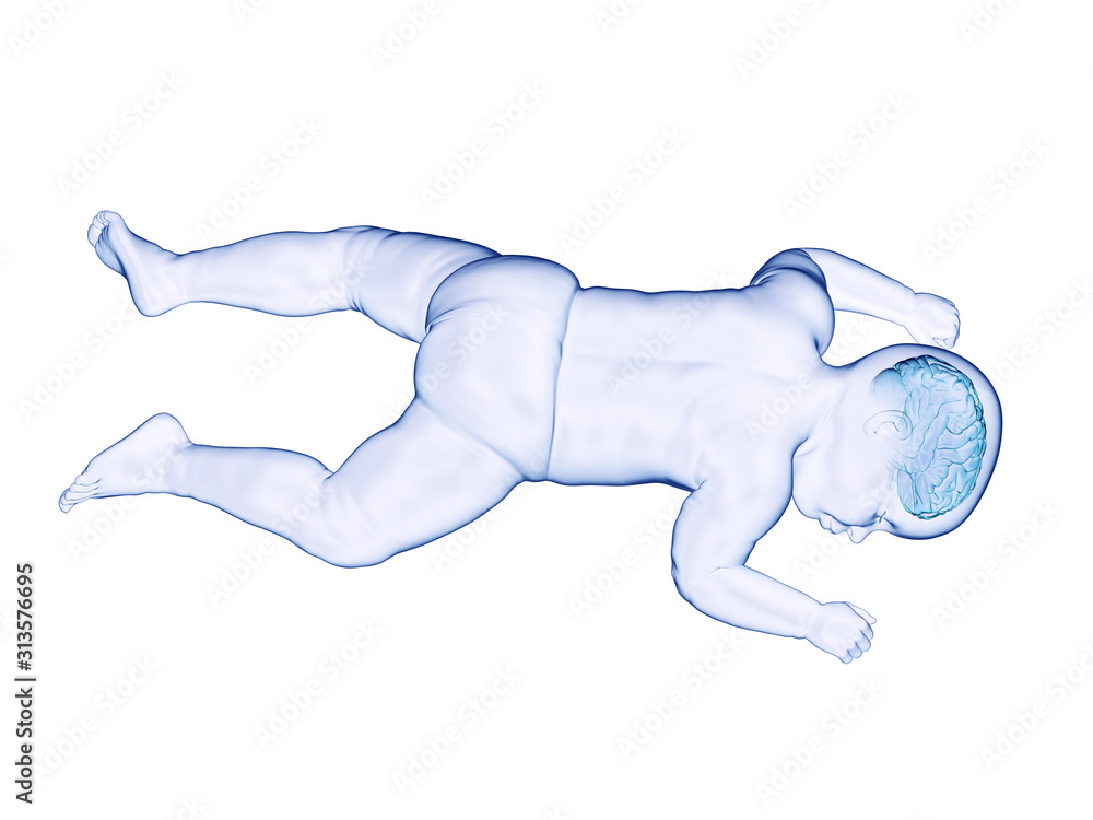 3d rendered medically accurate illustration of the brain of a baby 3d rendered medically accurate illustration of the brain of a baby
