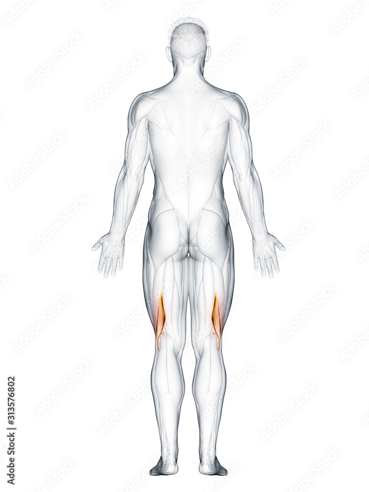 3d rendered muscle illustration of the biceps femoris short 3d rendered muscle illustration of the biceps femoris short