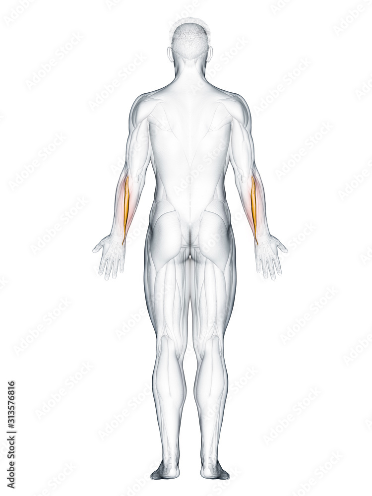 3d rendered muscle illustration of the extensor carpi ulnaris