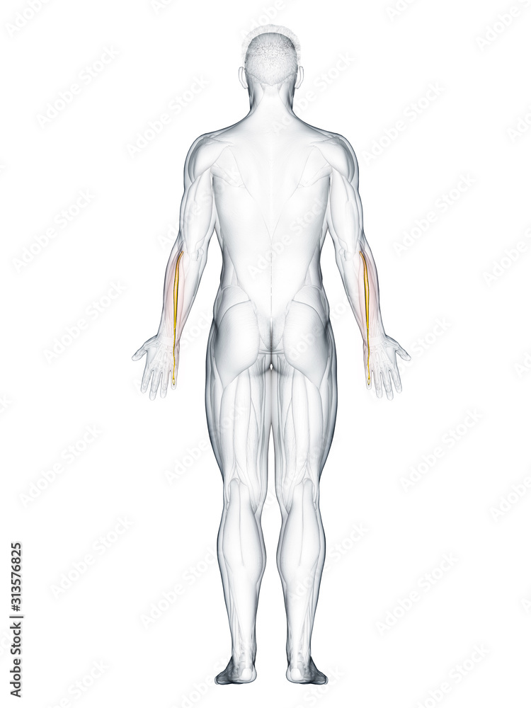 3d rendered muscle illustration of the extensor digiti minimi 3d rendered muscle illustration of the extensor digiti minimi
