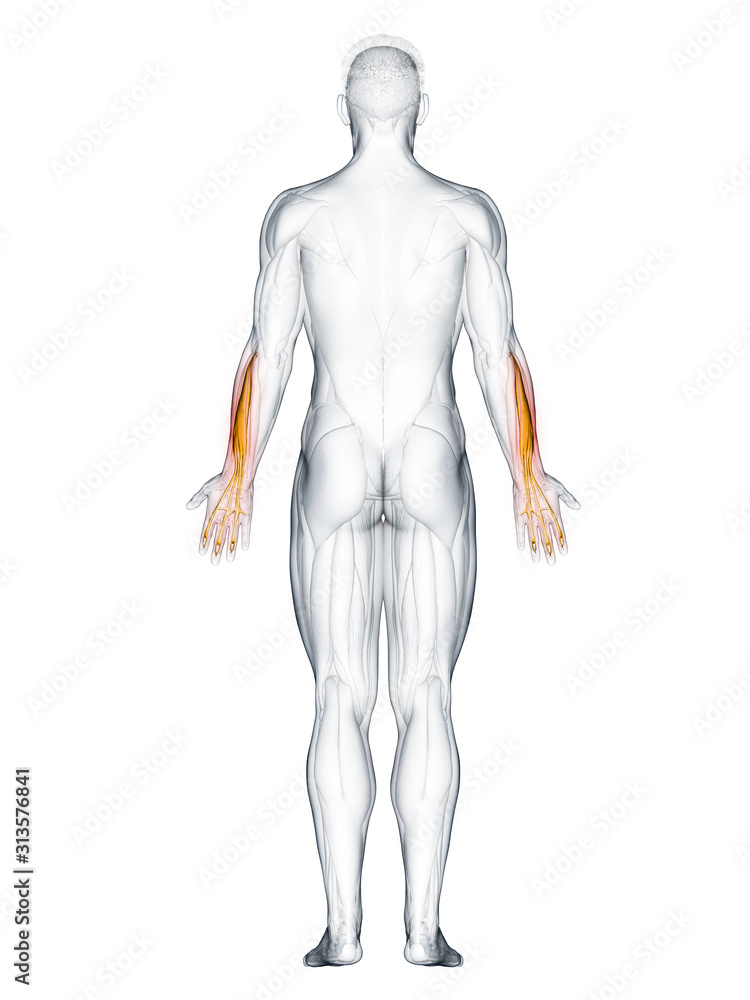 3d rendered muscle illustration of the extensor digitorum