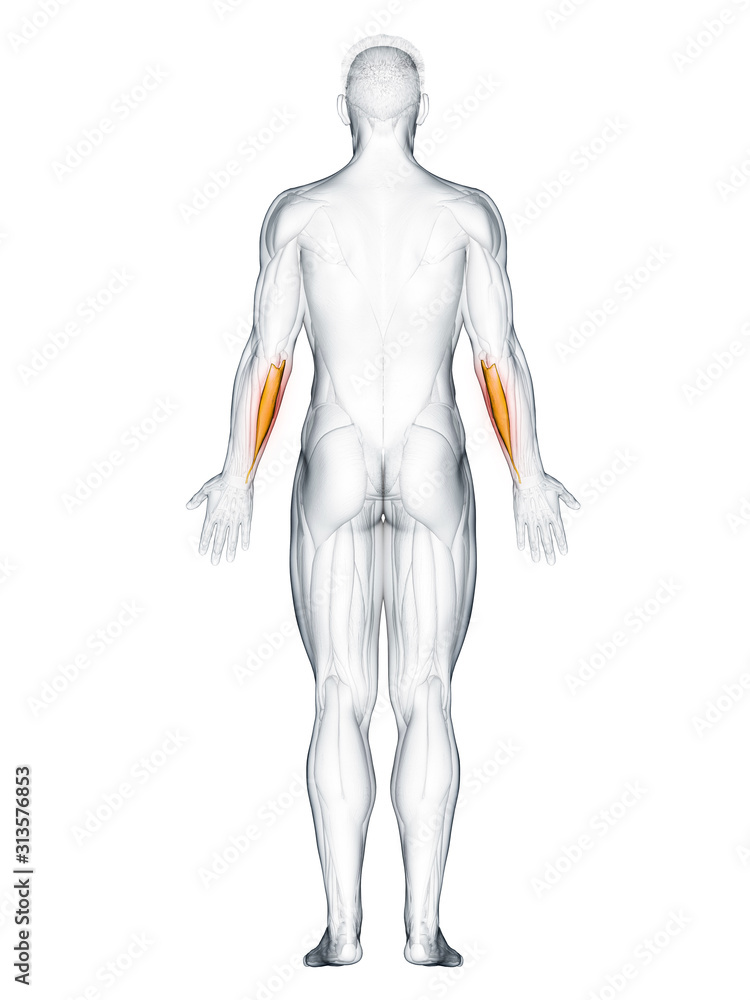 3d rendered muscle illustration of the flexor carpi ulnaris