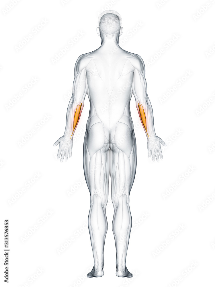 3d rendered muscle illustration of the flexor carpi ulnaris 3d rendered muscle illustration of the flexor carpi ulnaris