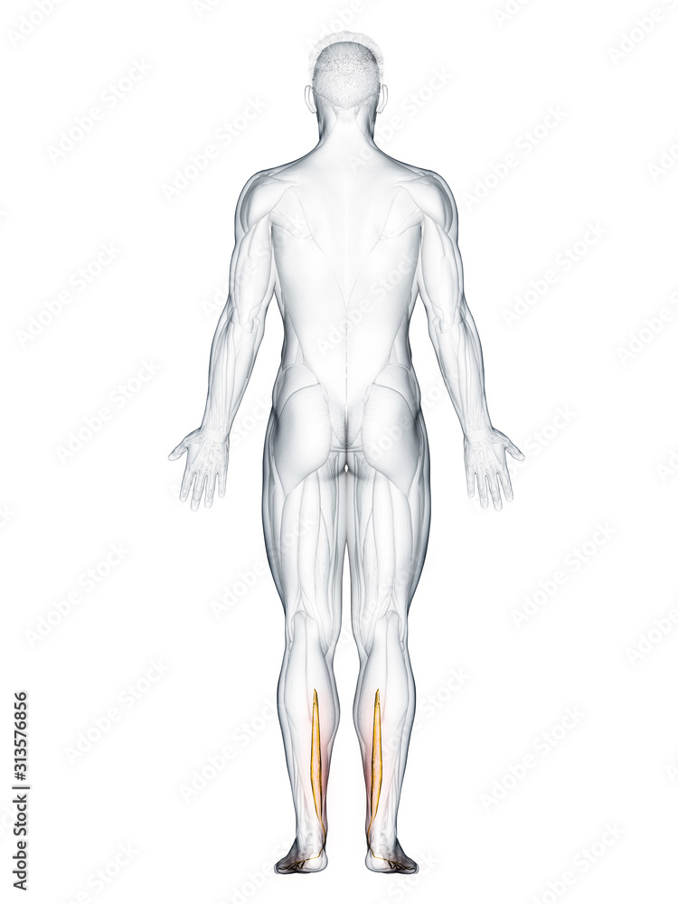 3d rendered muscle illustration of the flexor digitorum longus