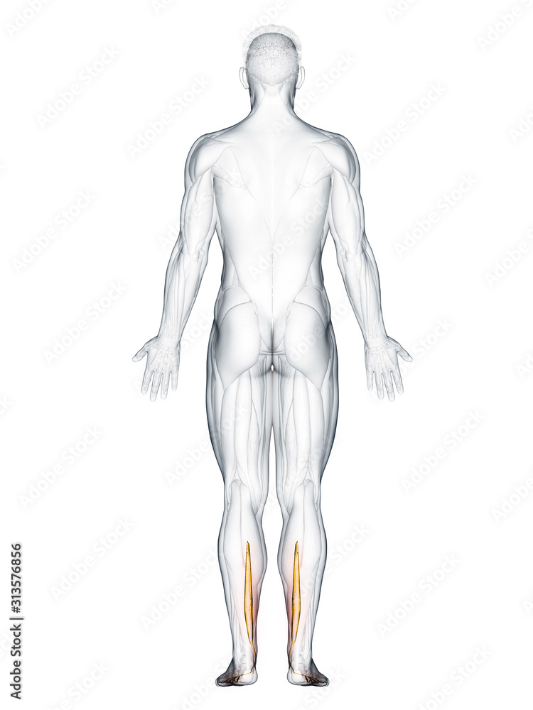 3d rendered muscle illustration of the flexor digitorum longus 3d rendered muscle illustration of the flexor digitorum longus
