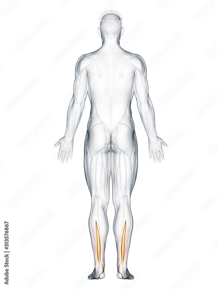 3d rendered muscle illustration of the flexor hallucis 3d rendered muscle illustration of the flexor hallucis