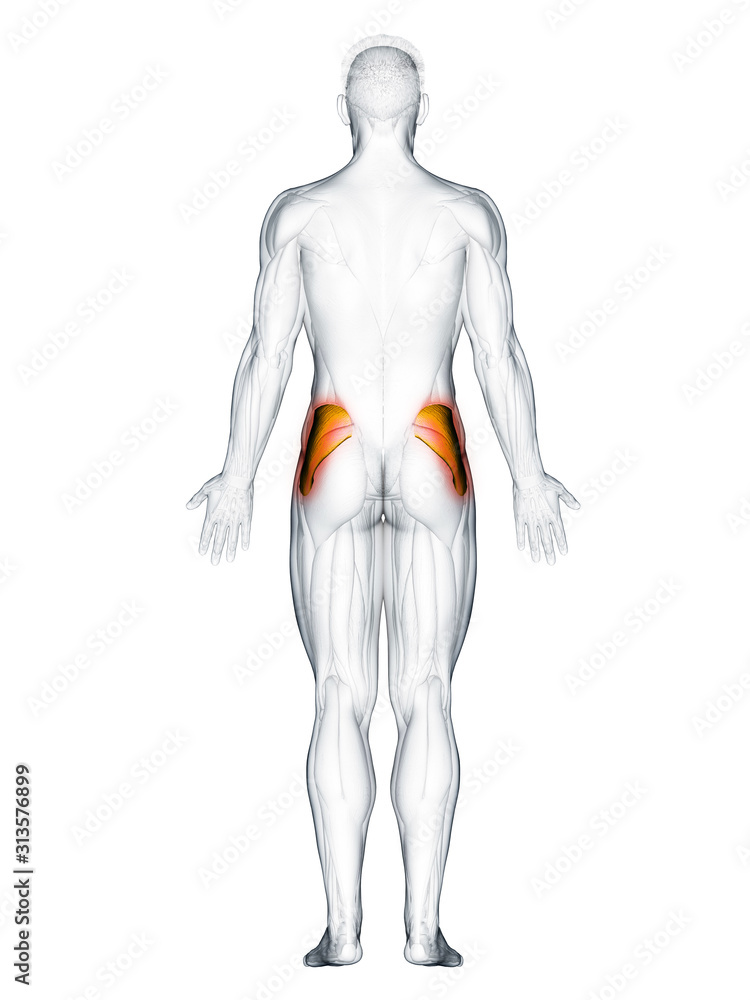 3d rendered muscle illustration of the gluteus medius