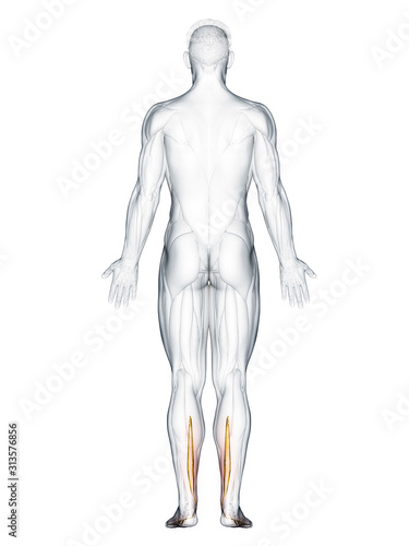 3d rendered muscle illustration of the flexor digitorum longus