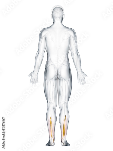 3d rendered muscle illustration of the flexor hallucis