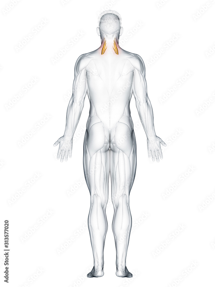 3d rendered muscle illustration of the scalene middle 3d rendered muscle illustration of the scalene middle