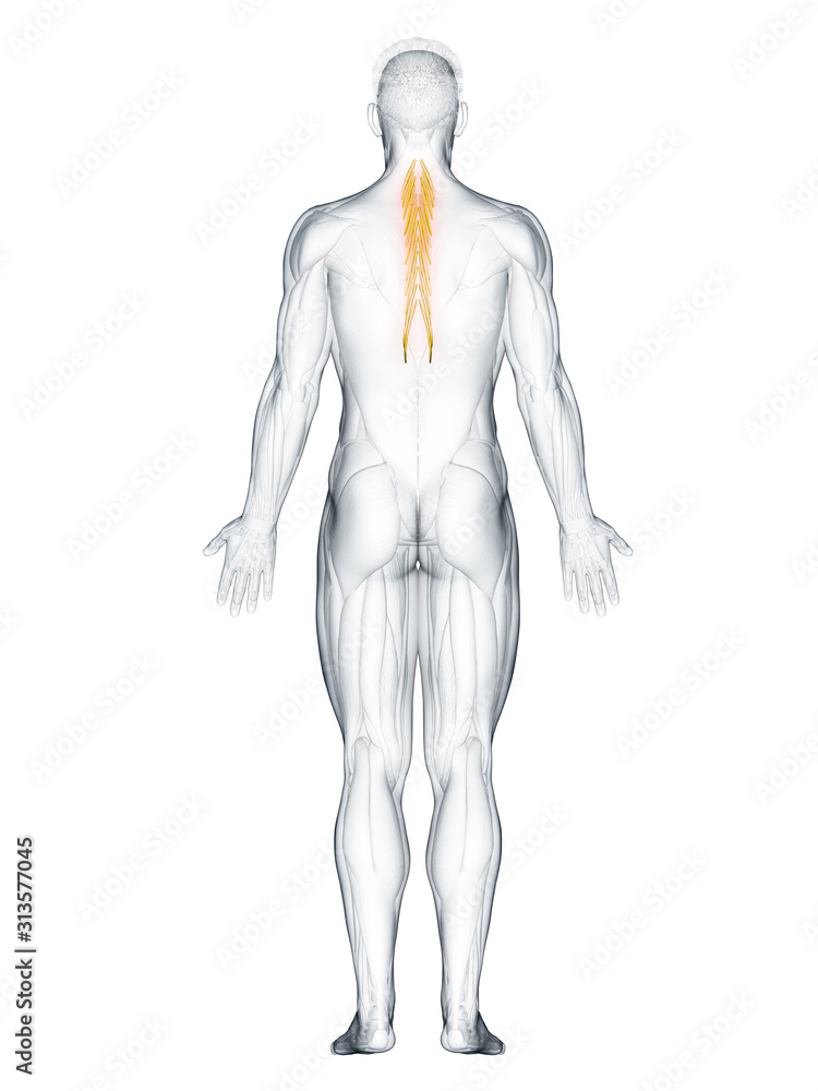 3d rendered muscle illustration of the semispinalis thoracis 3d rendered muscle illustration of the semispinalis thoracis