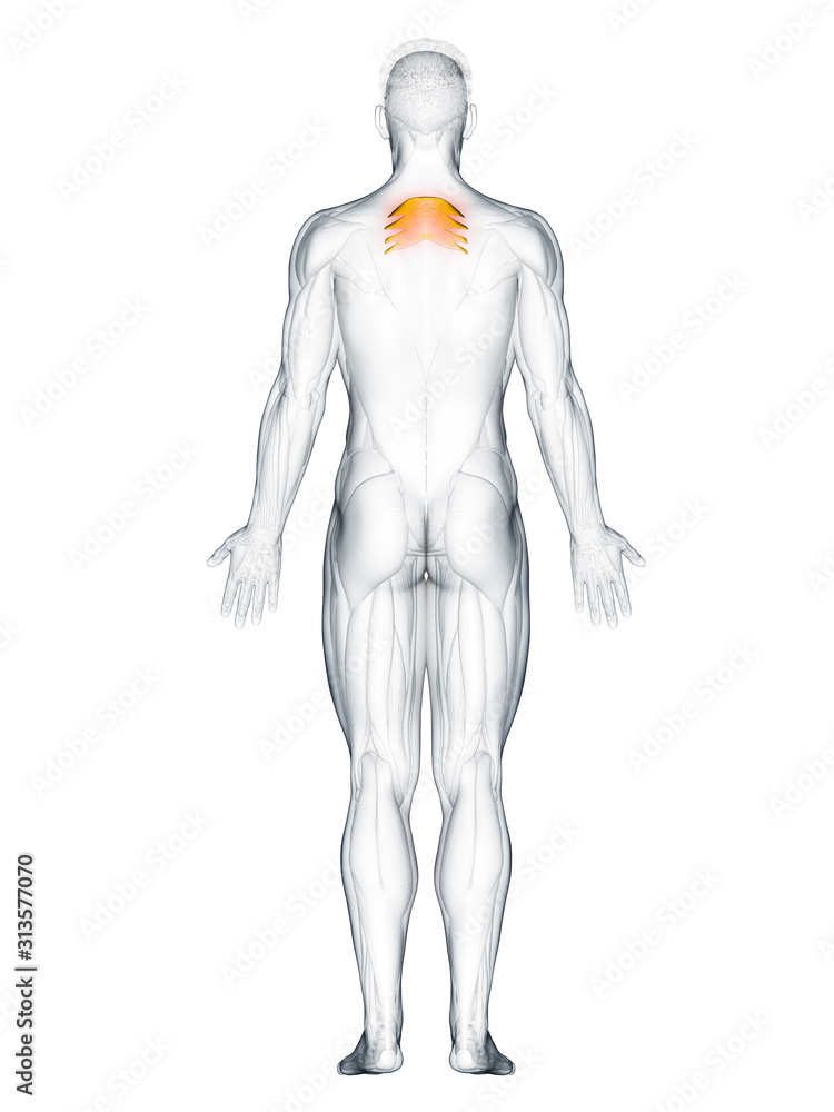3d rendered muscle illustration of the serratus posterior superior 3d rendered muscle illustration of the serratus posterior superior
