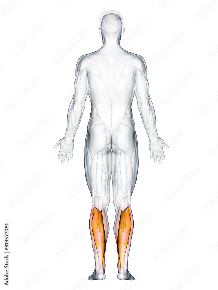 3d rendered muscle illustration of the soleus