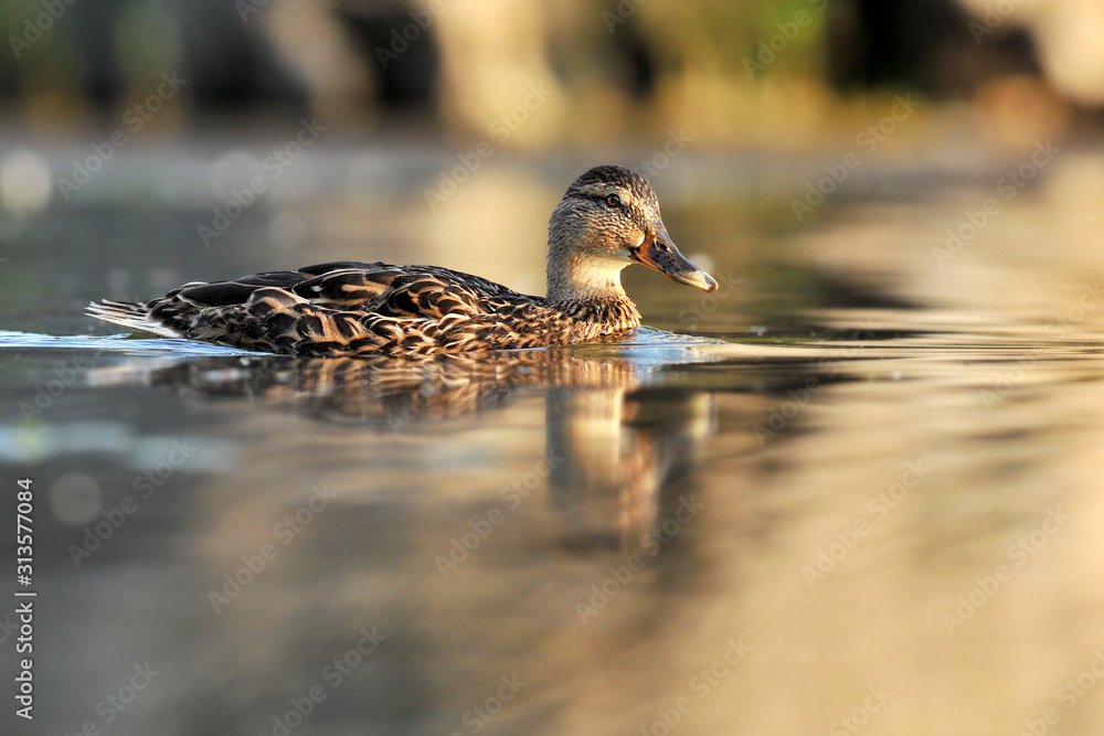 Adult ducks swiming in pond with color bokeh. Anas platyrhynchos