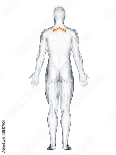 3d rendered muscle illustration of the rhomboid minor