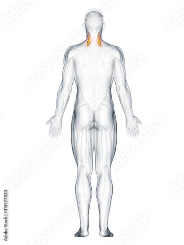 3d rendered muscle illustration of the scalene middle