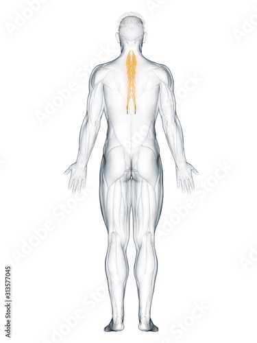 3d rendered muscle illustration of the semispinalis thoracis © Sebastian Kaulitzki