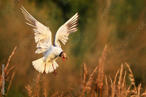 Black headed gull. White bird in fly with color background. Chroicocephalus ridibundus photo