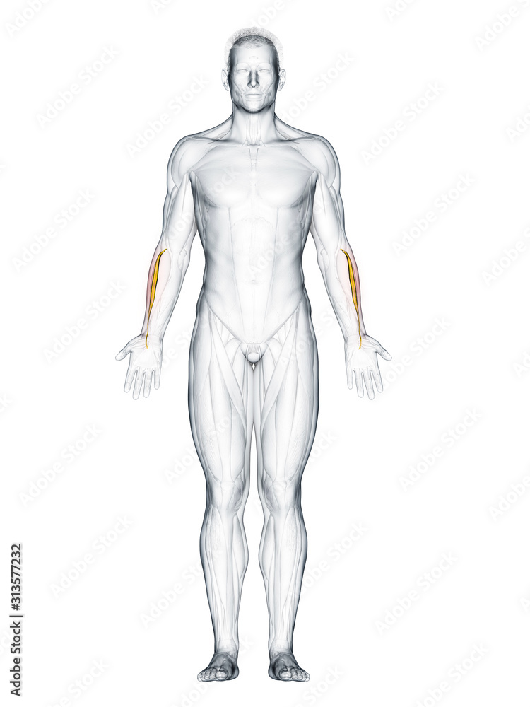 3d rendered muscle illustration of the extensor carpi radialis brevis