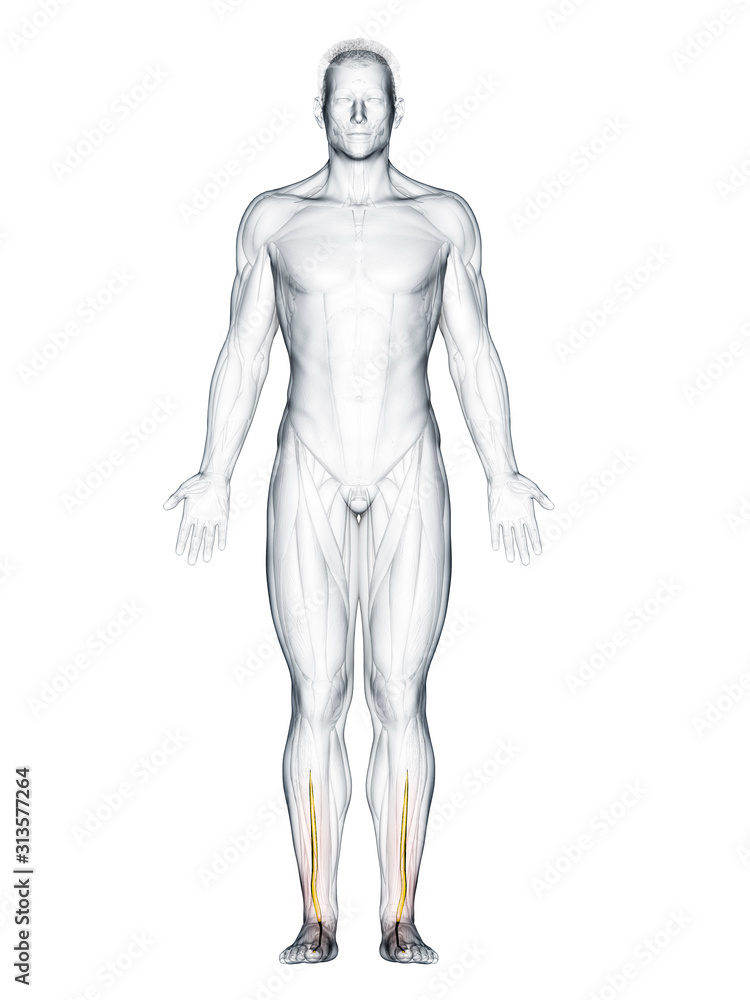 3d rendered muscle illustration of the extensor hallucis longus 3d rendered muscle illustration of the extensor hallucis longus