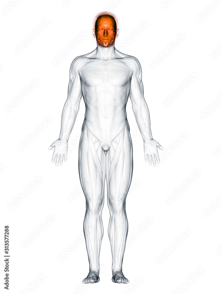 3d rendered muscle illustration of the facial muscles 3d rendered muscle illustration of the facial muscles