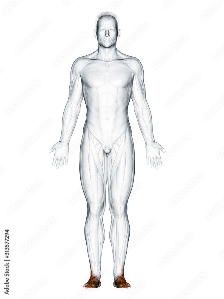 3d rendered muscle illustration of the feet muscles 3d rendered muscle illustration of the feet muscles