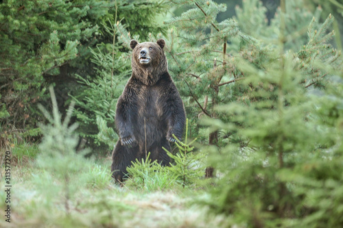 A brown bear in the green forest. Big Brown Bears animal. Ursus arctos. © Milan