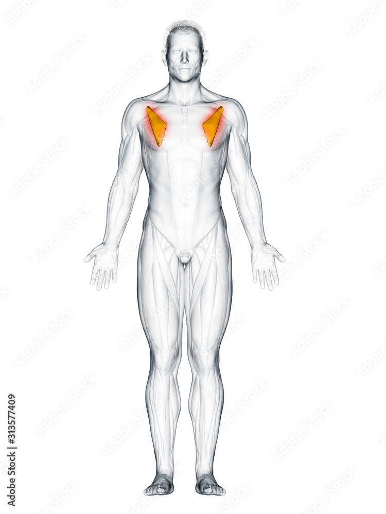 3d rendered muscle illustration of the pectoralis minor 3d rendered muscle illustration of the pectoralis minor
