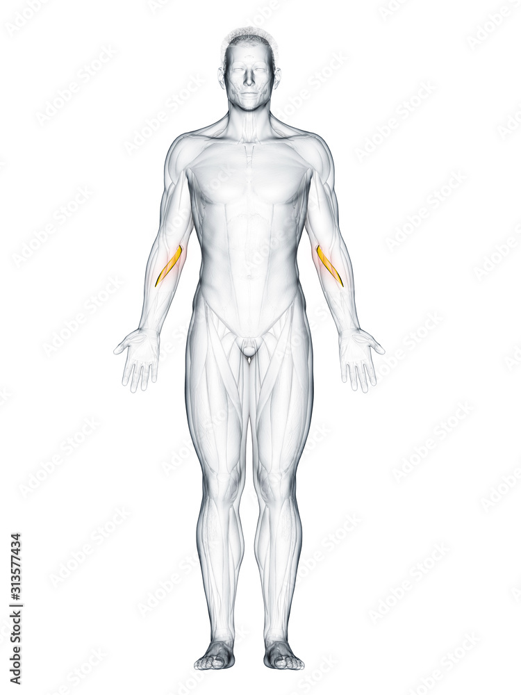 3d rendered muscle illustration of the pronator teres