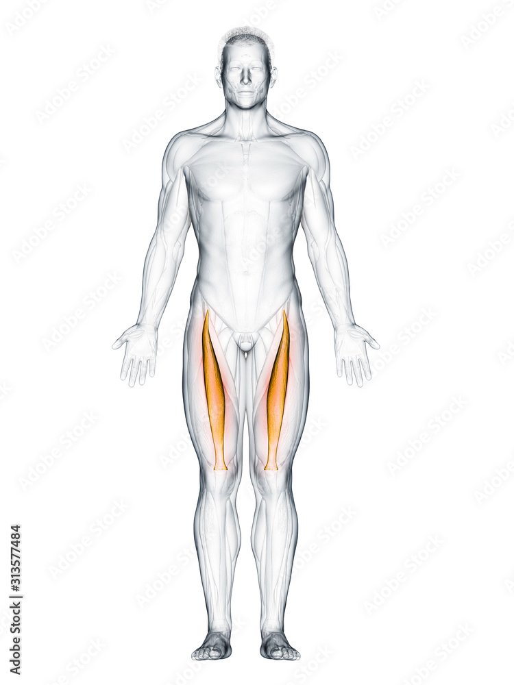 3d rendered muscle illustration of the rectus femoris 3d rendered muscle illustration of the rectus femoris