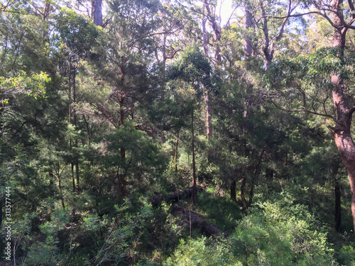 eucalyptus gum trees in forest