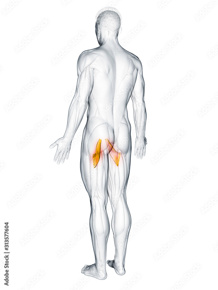 3d rendered muscle illustration of the adductor brevis