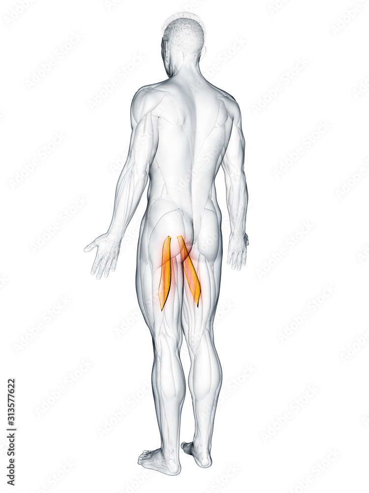 3d rendered muscle illustration of the adductor longus