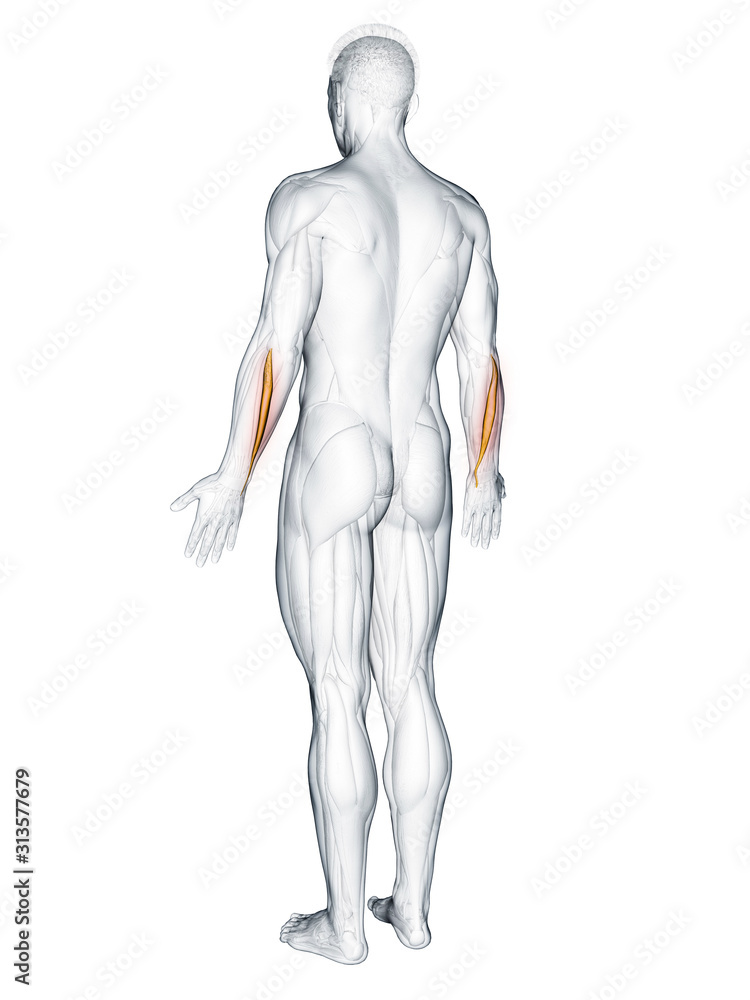 3d rendered muscle illustration of the extensor carpi ulnaris 3d rendered muscle illustration of the extensor carpi ulnaris