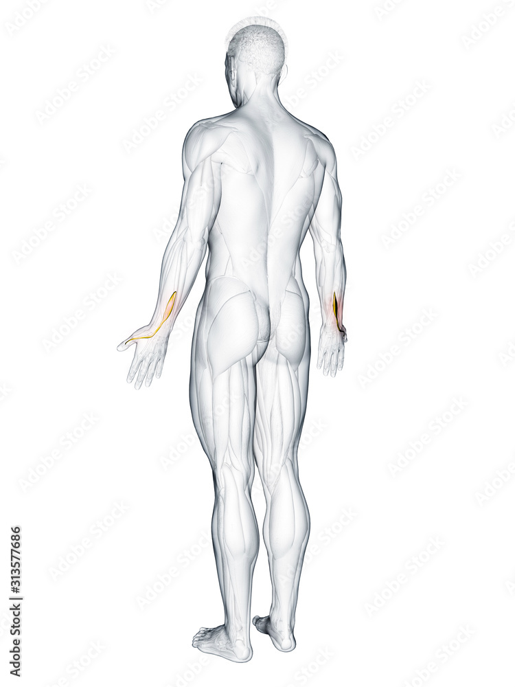 3d rendered muscle illustration of the extensor pollicis longus 3d rendered muscle illustration of the extensor pollicis longus