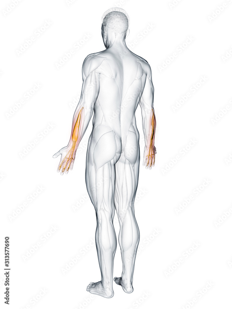 3d rendered muscle illustration of the extensor digitorum 3d rendered muscle illustration of the extensor digitorum