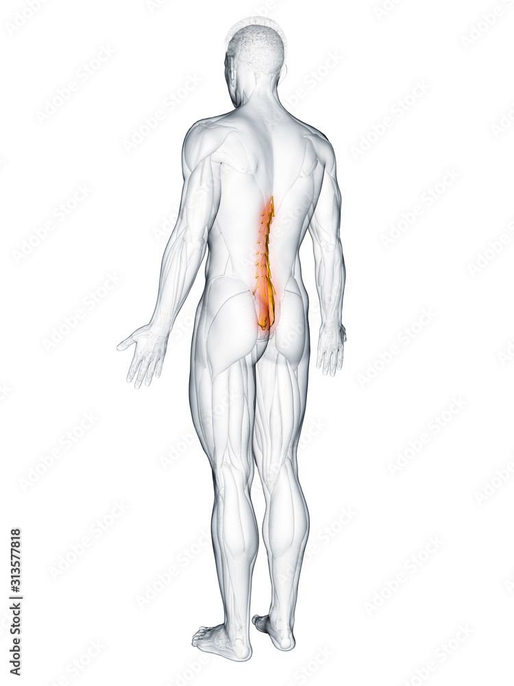 3d rendered muscle illustration of the mutlifidus 3d rendered muscle illustration of the mutlifidus