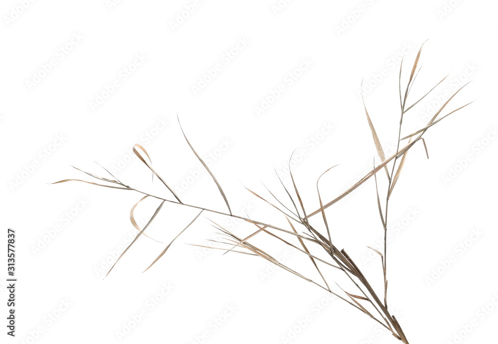 Fototapeta premium Dry cane reed leaves isolated on white background with clipping path