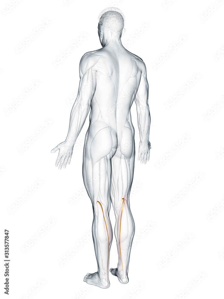 3d rendered muscle illustration of the plantaris 3d rendered muscle illustration of the plantaris
