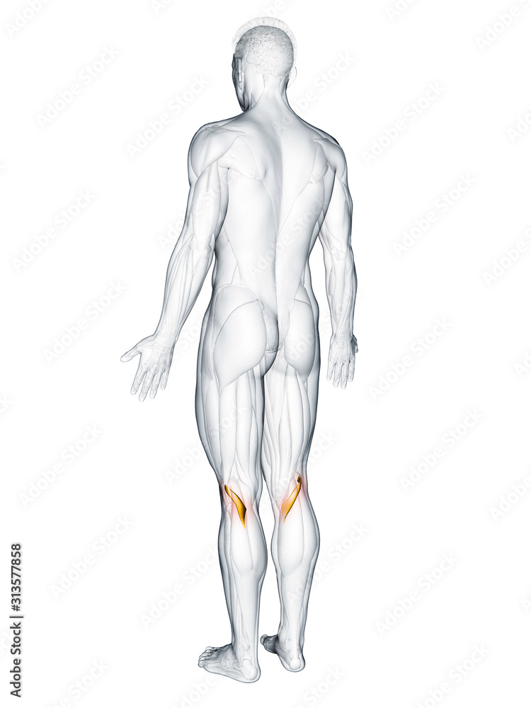 3d rendered muscle illustration of the popliteus 3d rendered muscle illustration of the popliteus