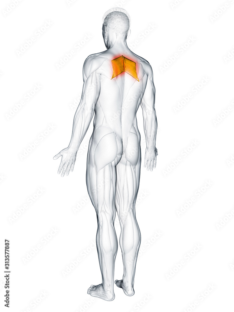 3d rendered muscle illustration of the rhomboid major 3d rendered muscle illustration of the rhomboid major