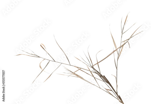 Dry cane reed leaves isolated on white background with clipping path