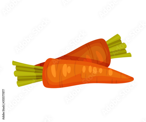 Two Carrots Fresh Vegetables, Nutritious Vegetarian Food for Healthy Diet Vector Illustration
