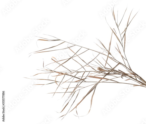 Dry cane reed leaves isolated on white background with clipping path