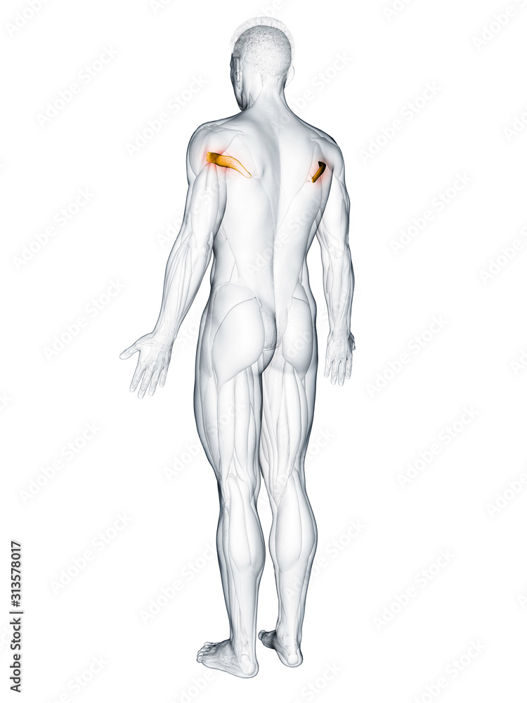 3d rendered muscle illustration of the teres major 3d rendered muscle illustration of the teres major