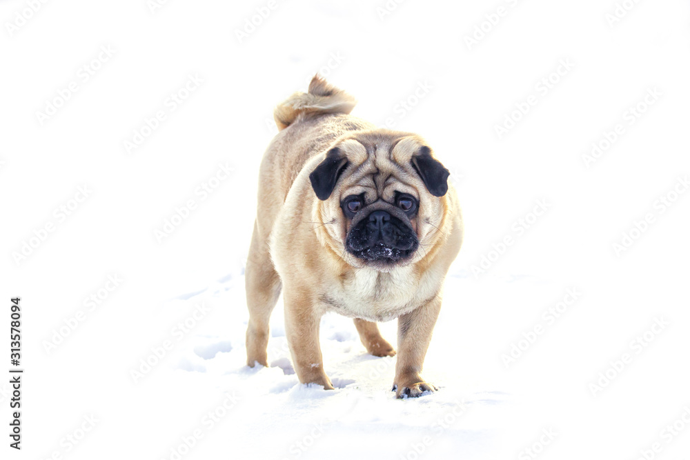 Big Pug standing in front of a white background