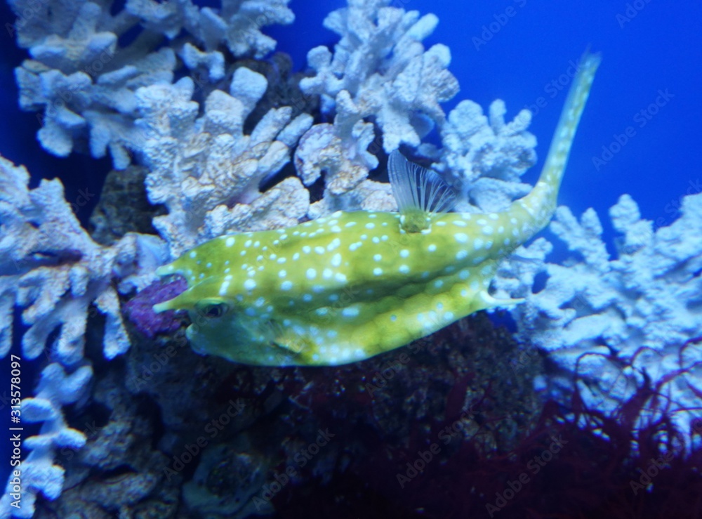 saltwater fish Lactoria cornuta squad of pufferfish or hornfish