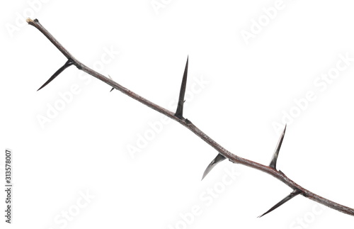 Acacia tree branch with thorns isolated on white background, clipping path