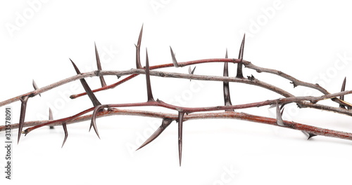 Acacia tree branch with thorns isolated on white background, clipping path photo